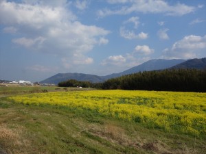 阿波の菜の花1