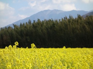 阿波の菜の花4