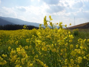 阿波の菜の花3