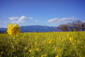 なぎさ公園（滋賀）003