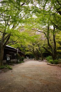 石清水八幡宮と背割堤の花見004