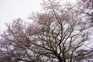 石清水八幡宮と背割堤の花見009