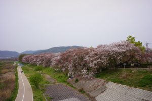 石清水八幡宮と背割堤の花見007