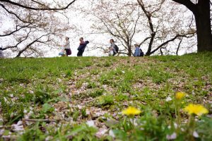 石清水八幡宮と背割堤の花見011