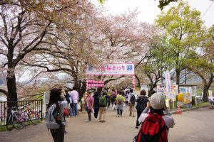 石清水八幡宮と背割堤の花見008