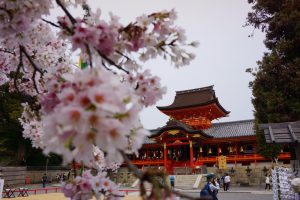 石清水八幡宮と背割堤の花見003