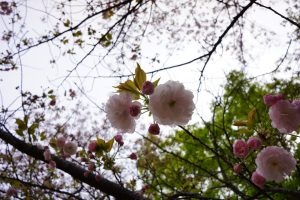 石清水八幡宮と背割堤の花見006